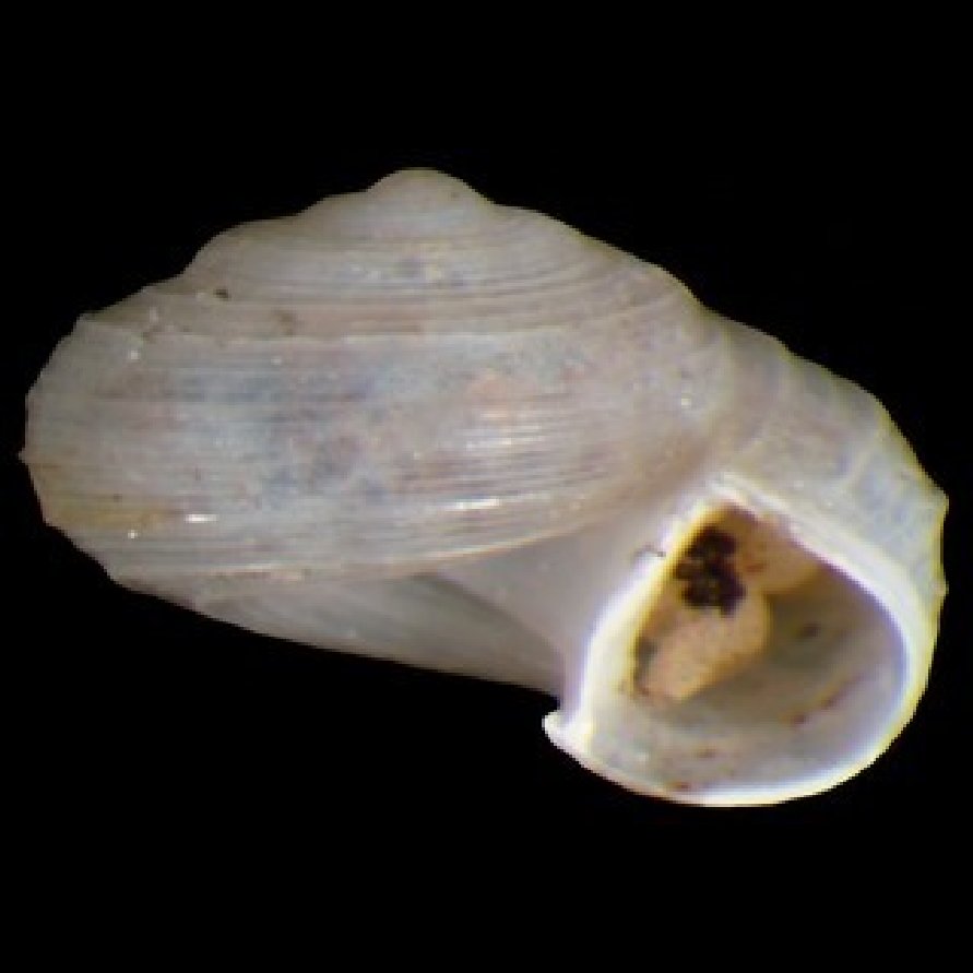 HELICINIDAE